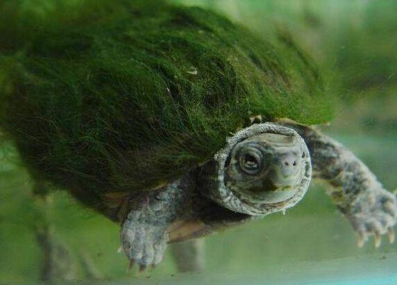 漫谈乌龟蜕变的历史，为何从崇拜到污名？其中隐藏着怎样的原因